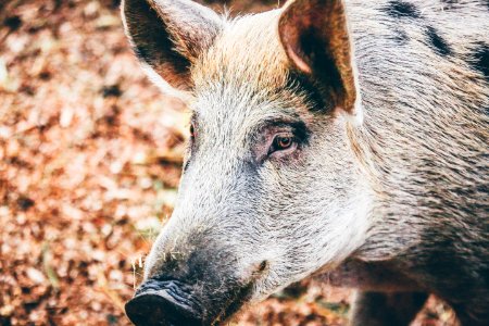 photo of boar photo