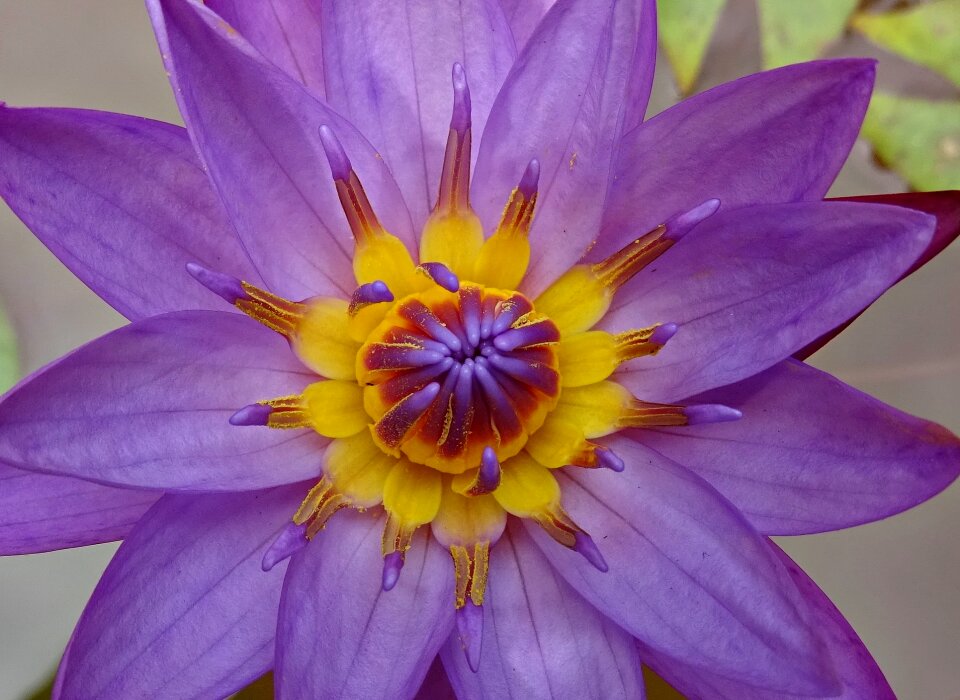 Tropical day-blooming waterlily
