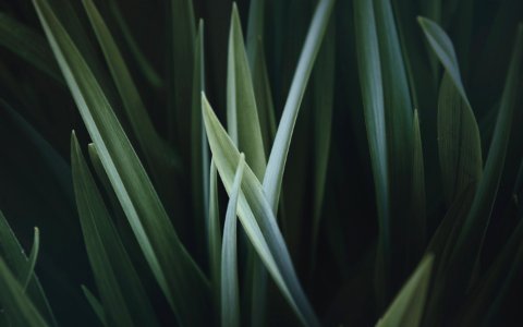 close up photo of green linear leaves
