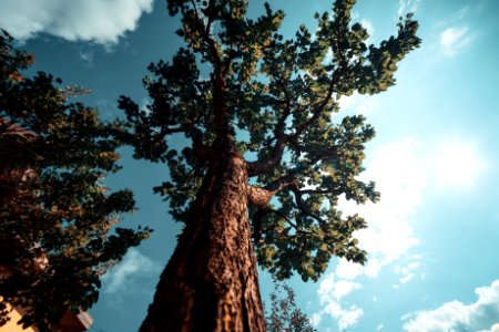 large brown tree under white clouds