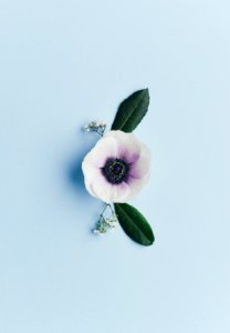 white-petaled flower