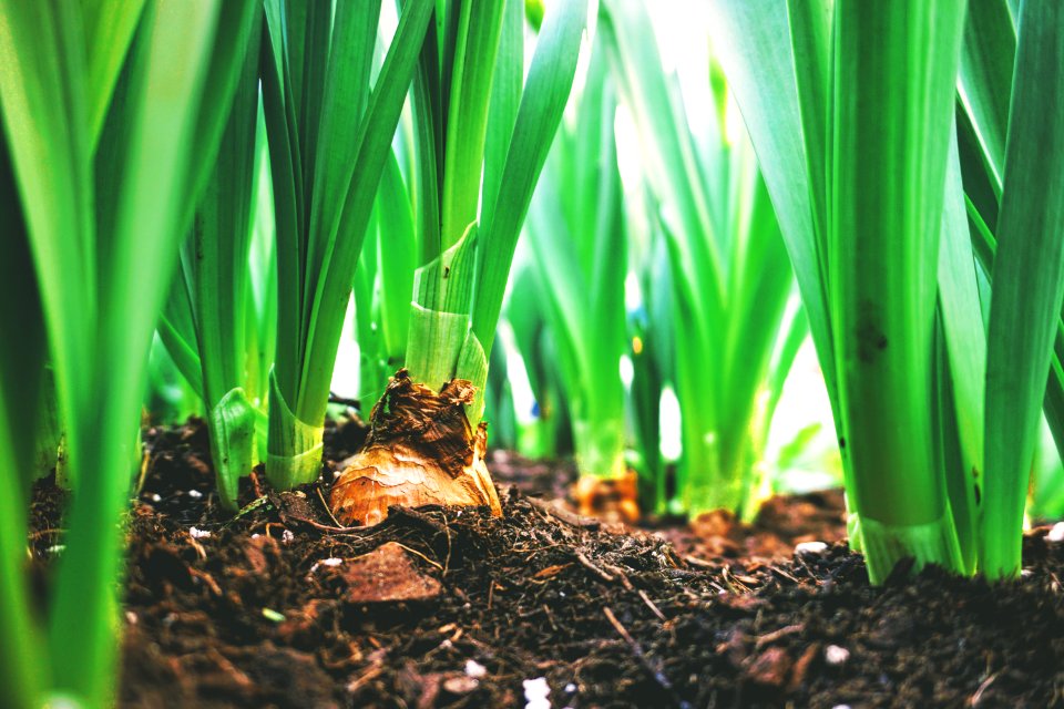shallow focus photography of green leafed plants