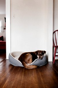 brown dog laying on white bed photo