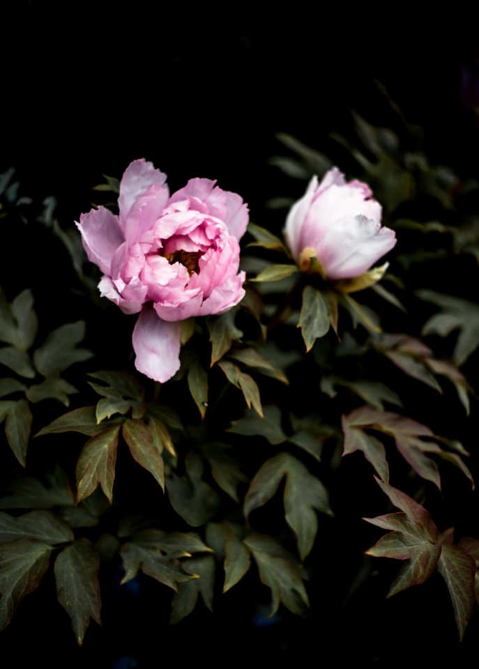 tilt shift lens photography of pink flowers
