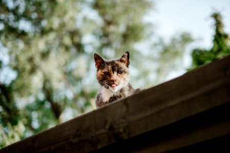selective focus photography of calico cat on roof photo