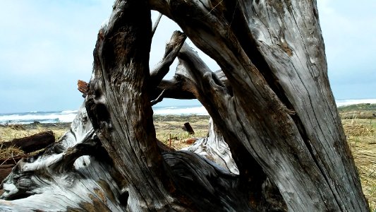 Cape disappointment, United states, Ocean photo