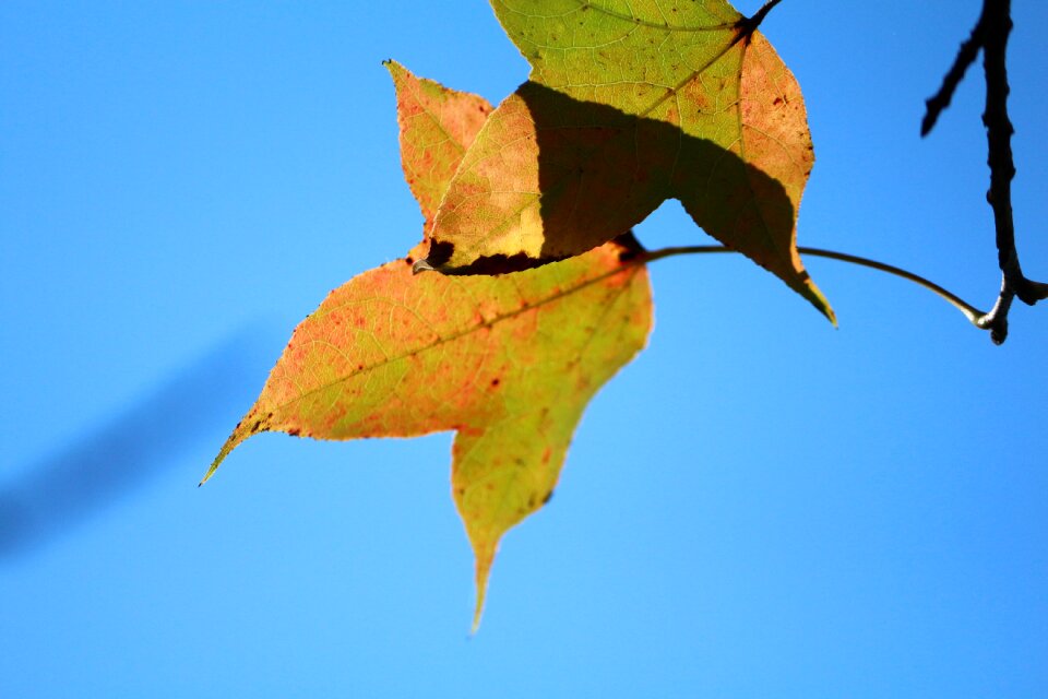 Yellow leaves boom-and-bust changes photo