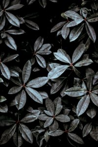 grayscale photo of leaves