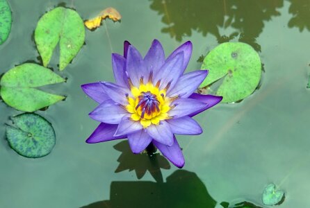 Tropical day-blooming waterlily photo