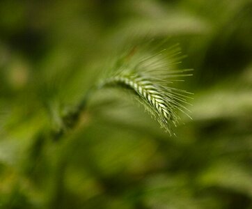 Nature close flower