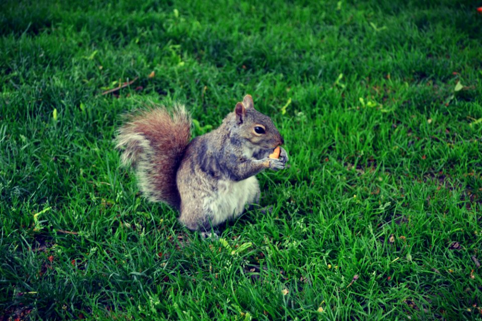 Boston common, Boston, United states