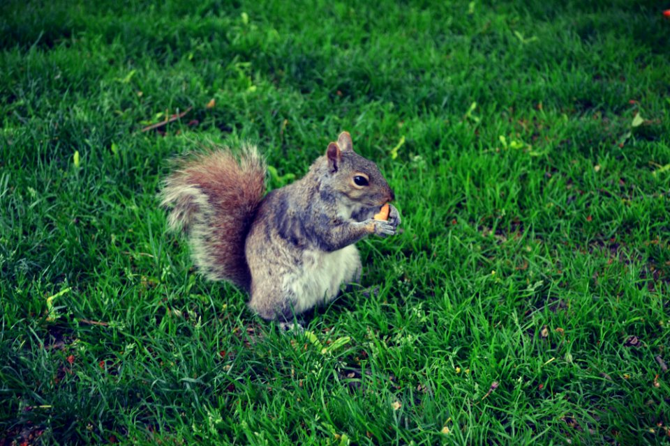 Boston common, Boston, United states photo