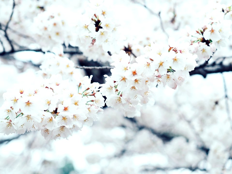 Kyoto prefecture, Japan, Blue