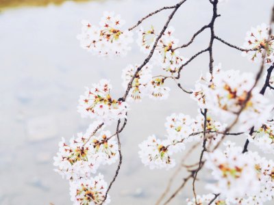 Kyoto prefecture, Japan, Branches