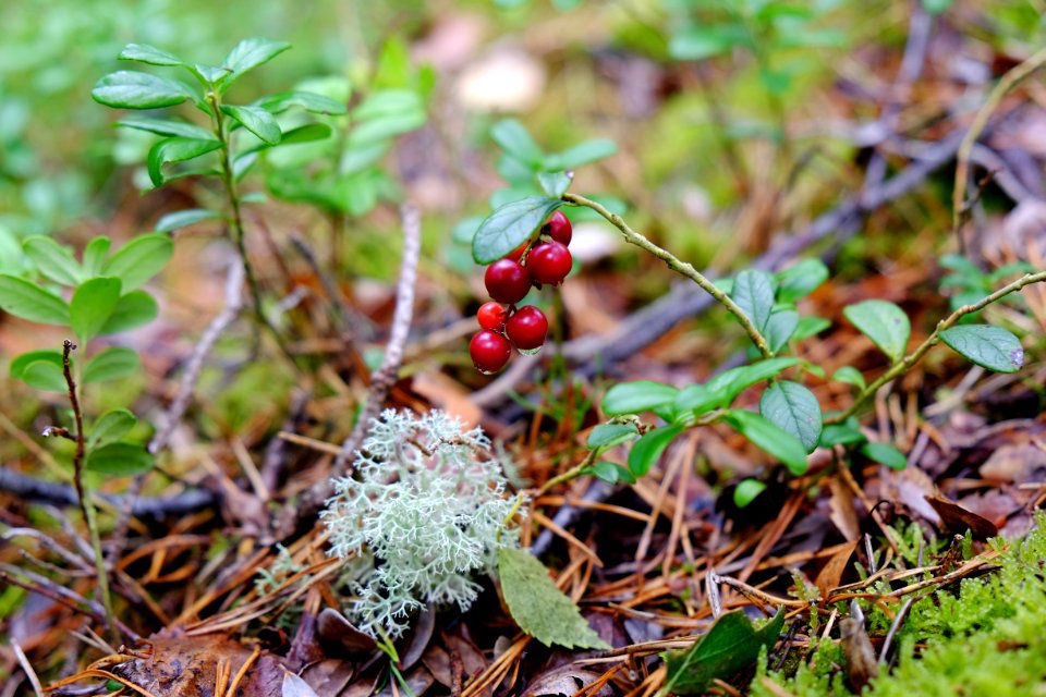 Ldse, Sweden, Seasons