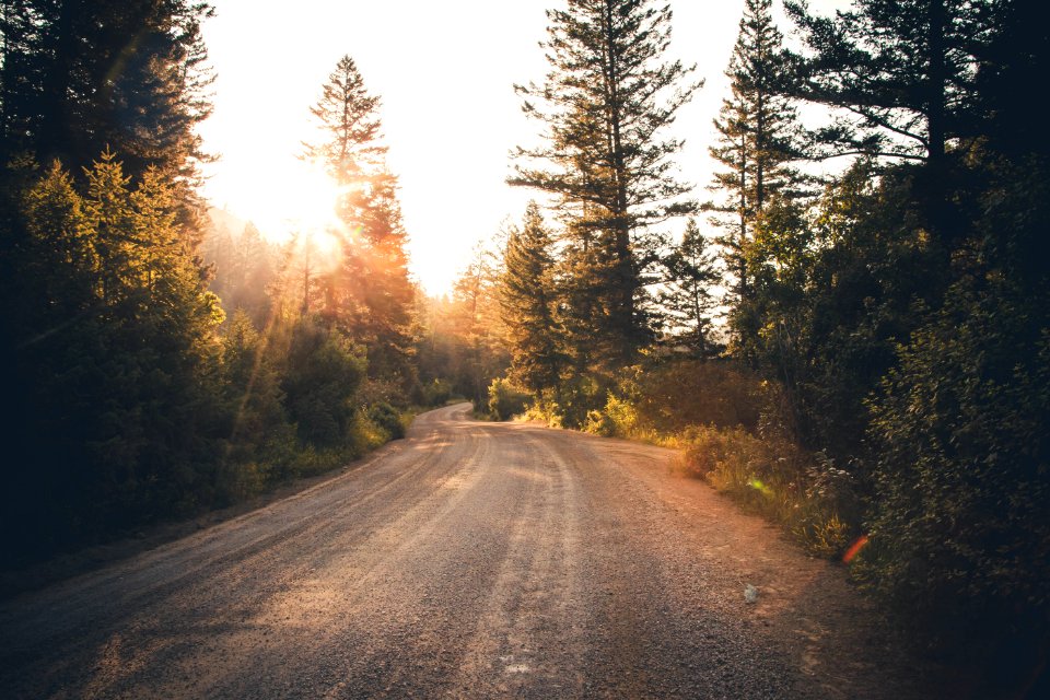 road near forest