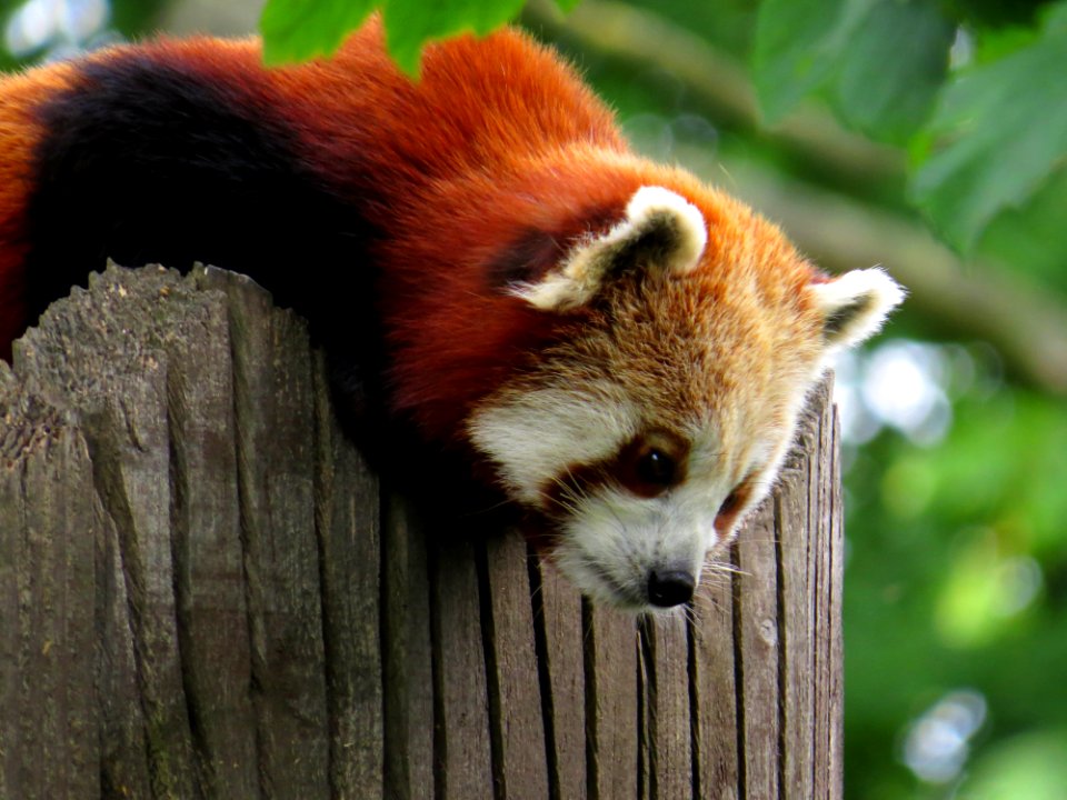 Chester zoo, Upton, United kingdom