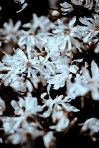 shallow focus photography of white flowers photo