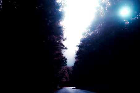 asphalt road in the middle of trees during daytime photo