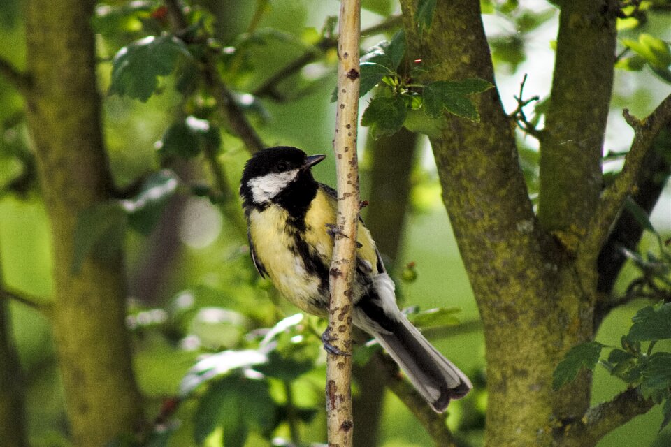 Nature small bird garden