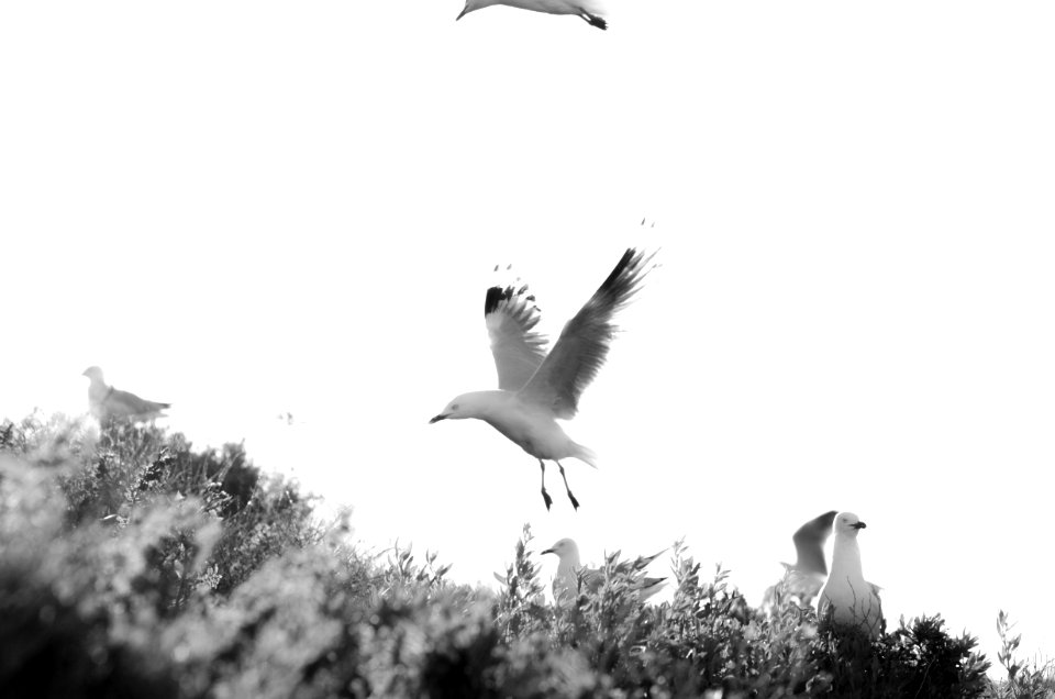 Black  white, Wings, Flight