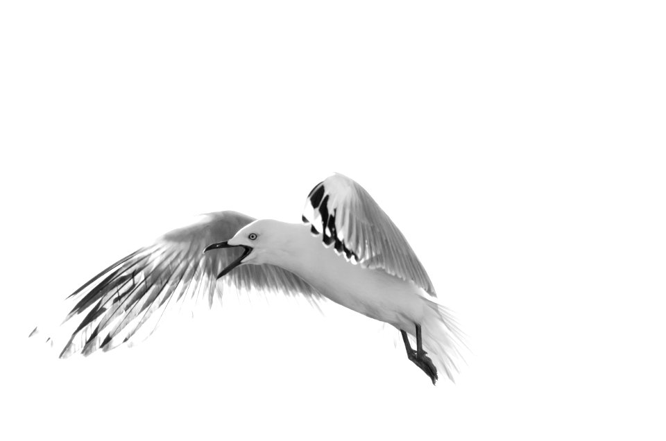 Portrait, Gull, Flight