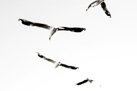 Gull, Wings, Flight photo