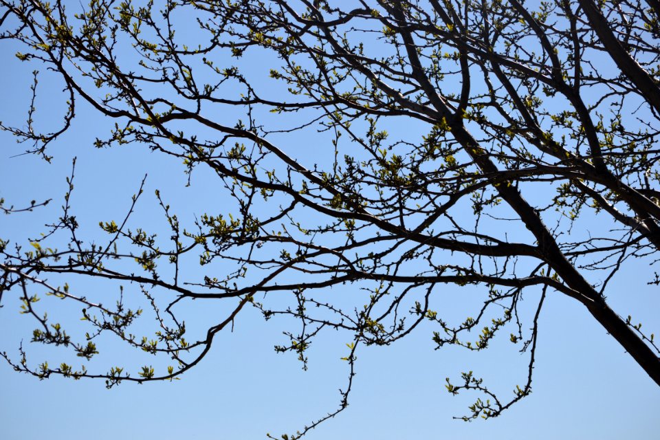 Nampa, United states, Budding