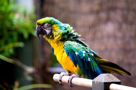 gold and blue Macaw on brown wooden stick photo