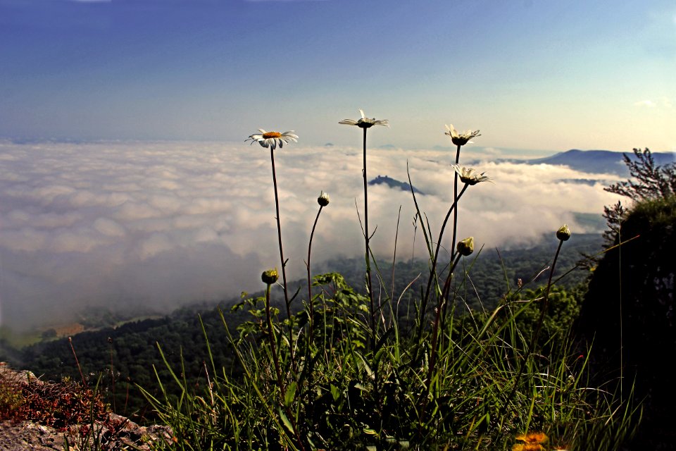 Nature, Flowers, Plants