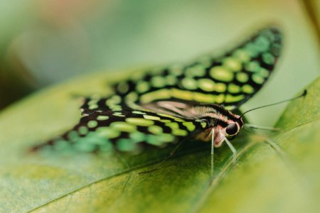 close up photography of butterfly perching on green leaf photo