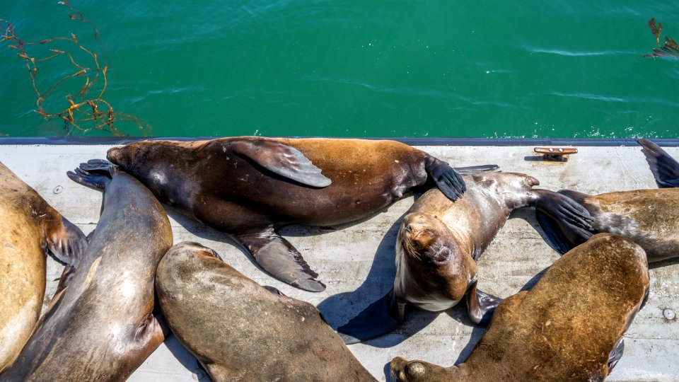 Santa cruz, United states, Pier