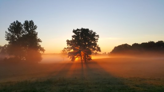green trees photography
