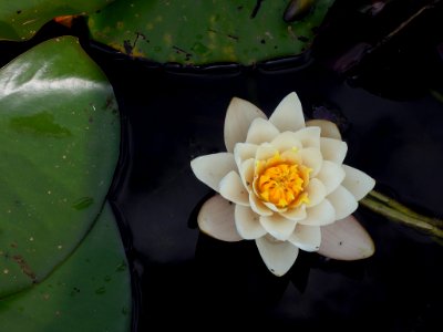 white lotus flower on body of water photo
