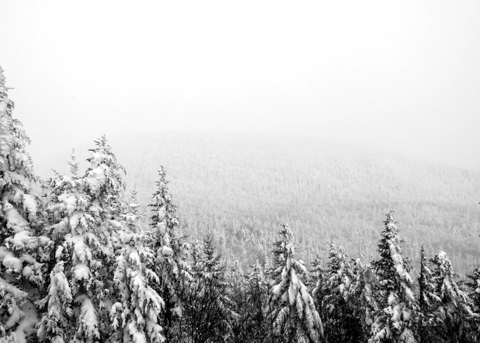 aerial photography of pine tree covered with snow