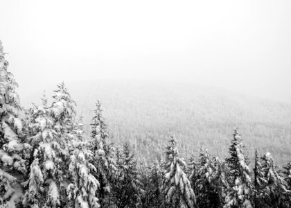 aerial photography of pine tree covered with snow