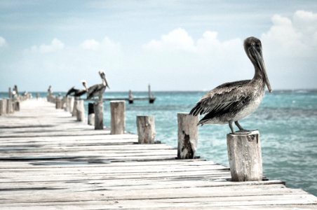 gray-and-white birds on wooden sea dock at daytime photo