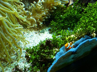 Underwater meeresbewohner fish