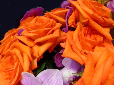 Lilac nature colorful