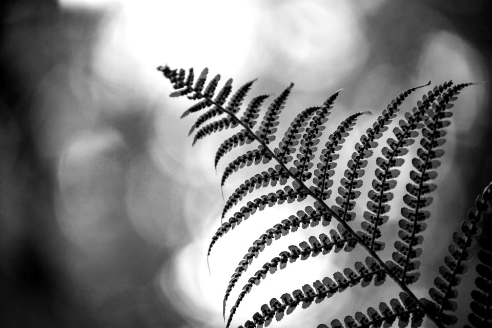 grayscale photo of plant leaves