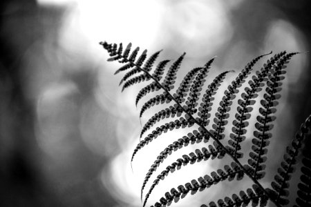 grayscale photo of plant leaves