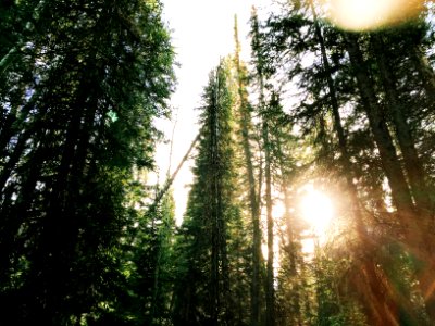 low angle photography of green leafed trees photo