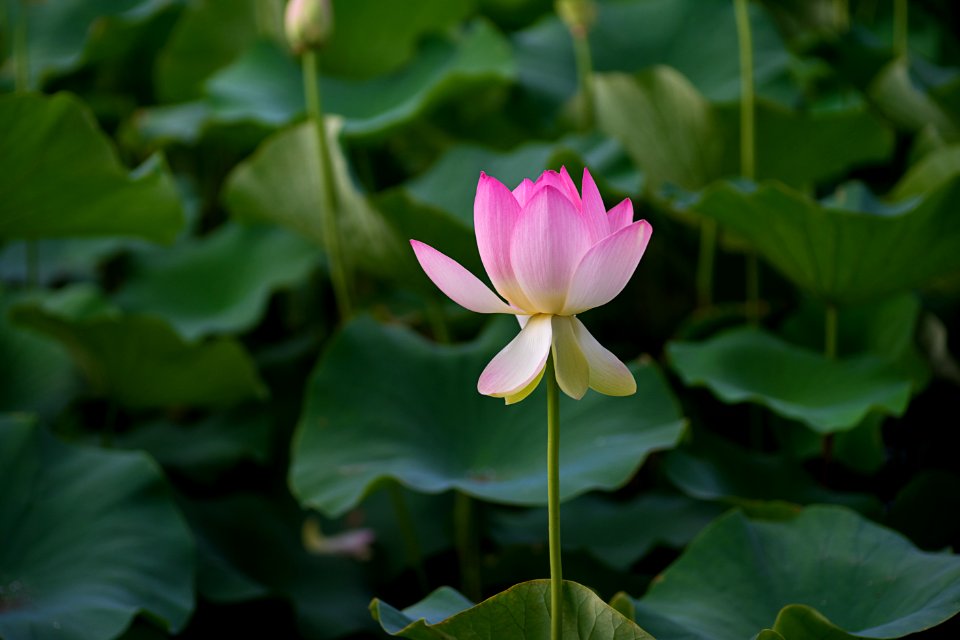 selective focus of pink petaled flower blooming