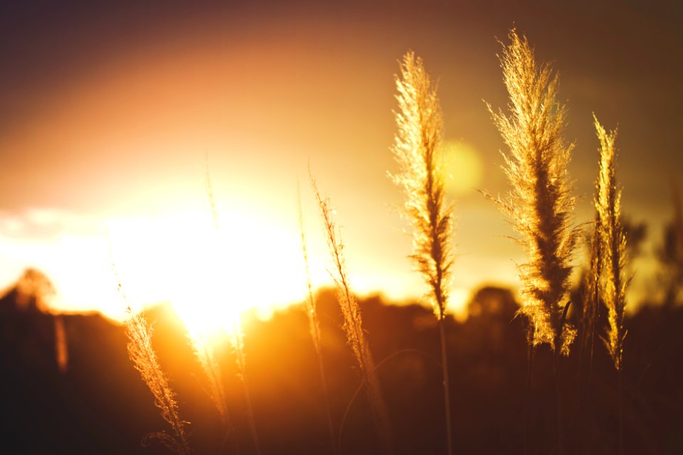 macro photograph of wheat
