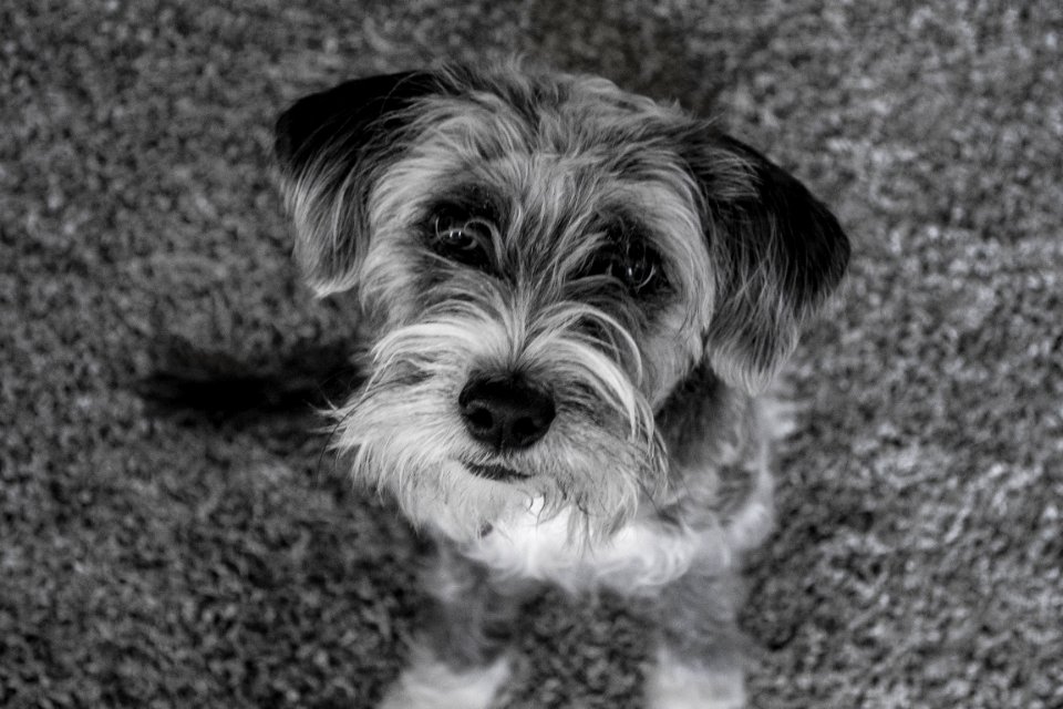Playful, Curious, Grey