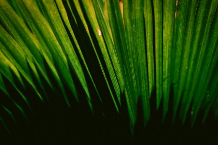 close-up photography of green plant photo