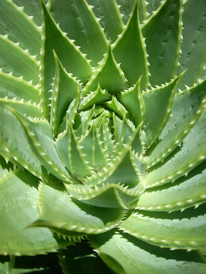 Garden flora bloom