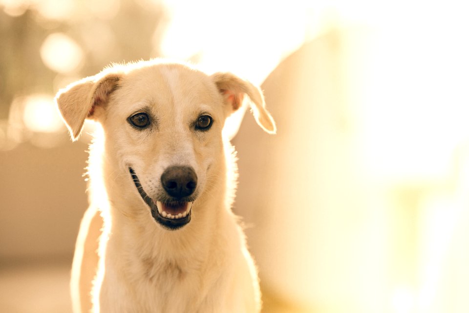 focus photography short-coated white dog