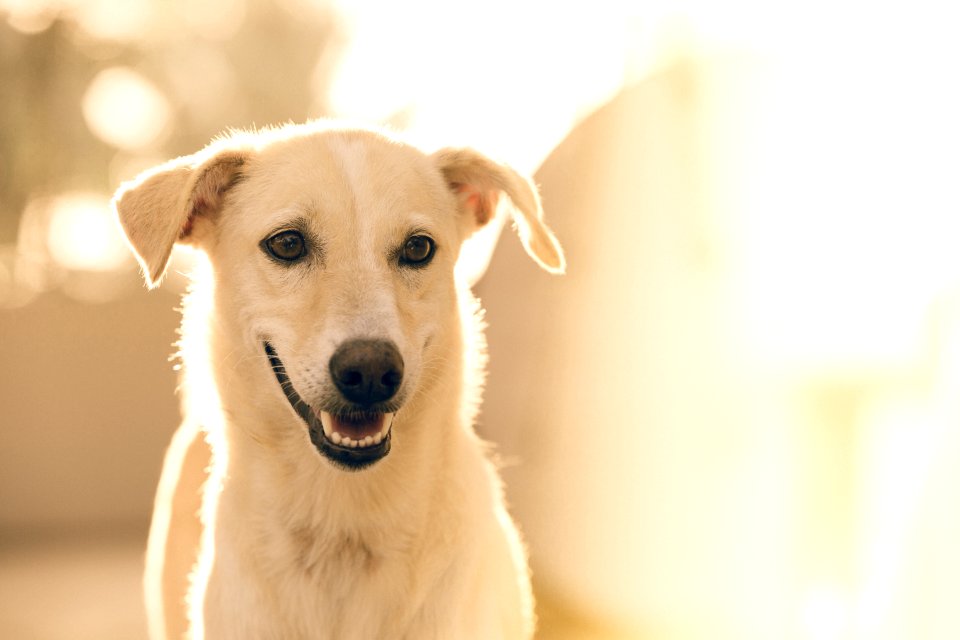 focus photography short-coated white dog photo