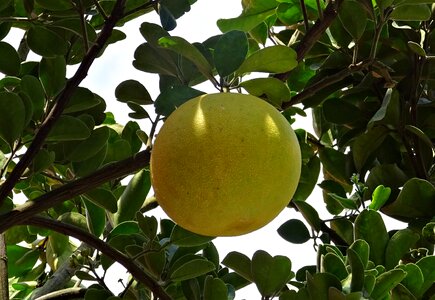 Yellow citrus paradisi subtropical photo